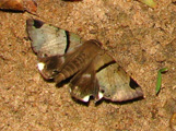 Achaea lienardi